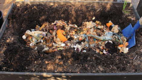 Dug-out vegetable bed with bokashi compost laid in with a blue shovel